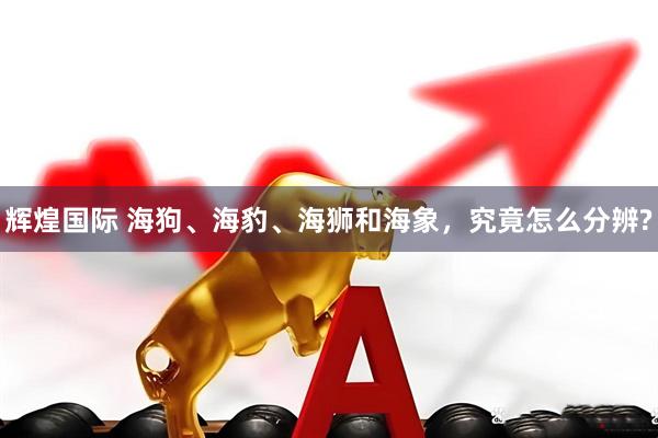 辉煌国际 海狗、海豹、海狮和海象，究竟怎么分辨?